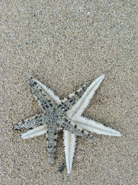 High angle view of starfish on sand