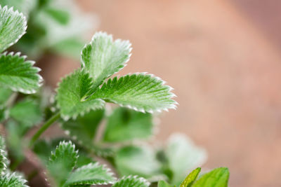 Fuzzy, green strawberry leaves emerge in springtime.