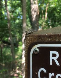 Close-up of an animal on tree trunk