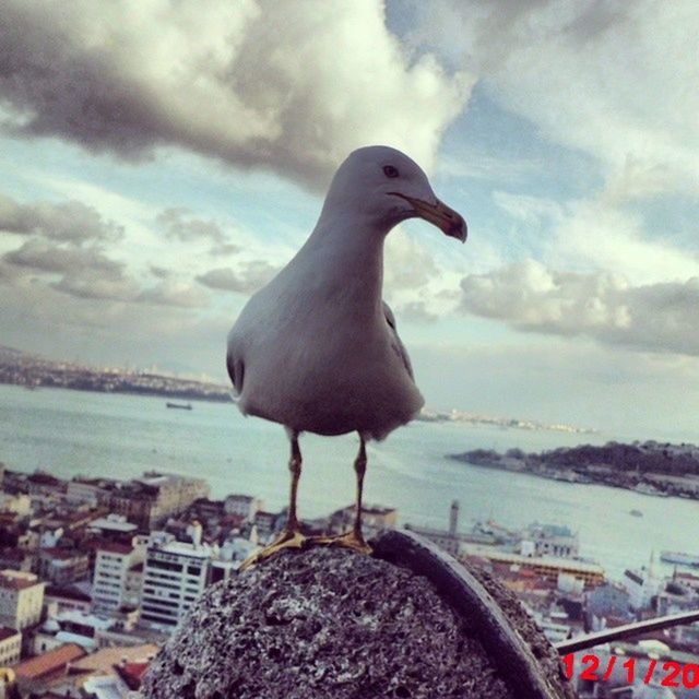 bird, animal themes, sky, seagull, one animal, water, wildlife, animals in the wild, sea, cloud - sky, cloud, beach, nature, cloudy, built structure, shore, day, outdoors, rock - object, building exterior