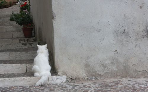 Cat sitting on wall