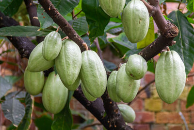 Close-up of fruits growing on tree