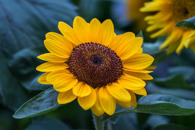 Close-up of sunflower