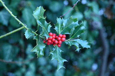 Close-up of red berries growing on tree