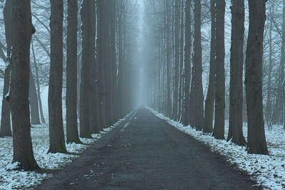 Empty road amidst trees in forest during foggy weather