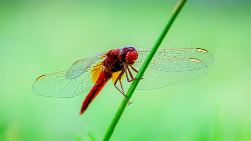 Close-up of dragonfly on leaf