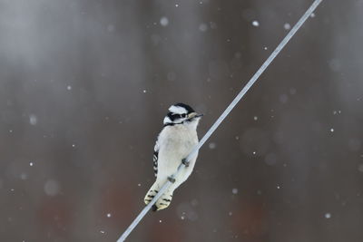 Bird perching on a snow