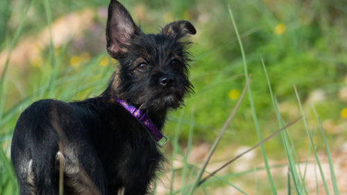 Dog in field