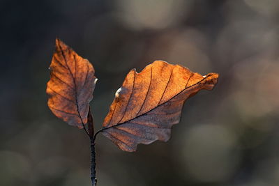 Close-up of maple leaf on water