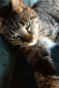 Close-up portrait of a cat