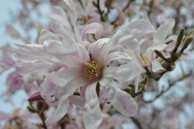 Close-up of flowers and tree