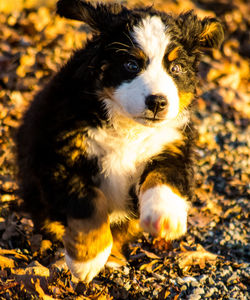 High angle view of dog on field