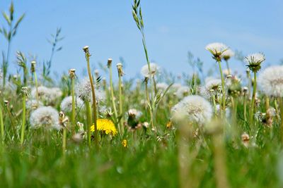 Close-up of flowering plants on field against sky
