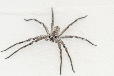 Close-up of spider