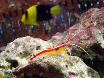 Close-up of fish swimming in aquarium