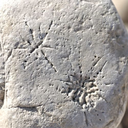 Full frame shot of leaf