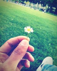 Close-up of hand holding flower on field