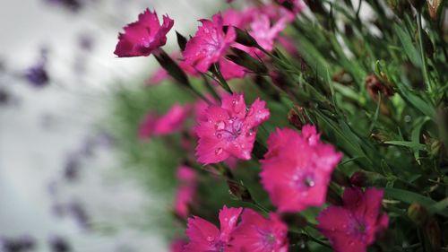 Close-up of pink flowering plant