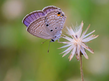 Close-up of butterfly on purple flower