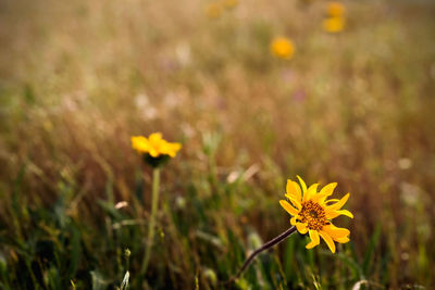 Close-up of yellow flowering plant on field