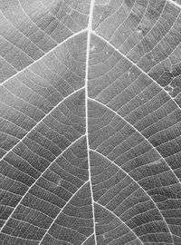 Full frame shot of leaf
