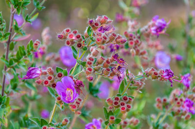 Close-up of pink flowering plant