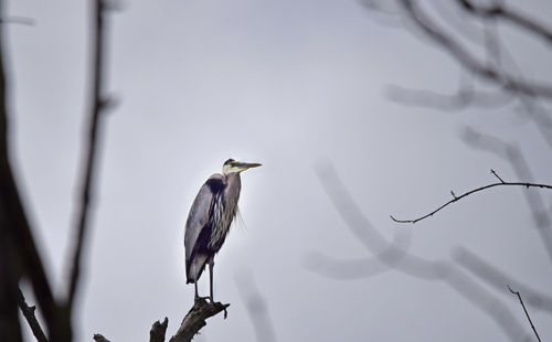 Low angle view of blue heron perching on branch