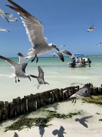 Seagulls flying over sea against sky