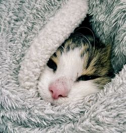 Close-up of cat lying on bed