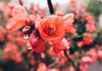 Close-up of red flowering plant