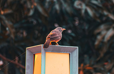 Close-up of bird perching on feeder