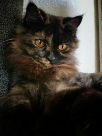 Portrait of cat relaxing at home