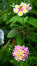 Close-up of insect on flowers