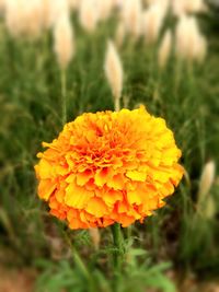 Close-up of yellow marigold blooming on field