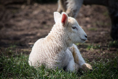 Close-up of lamb in field