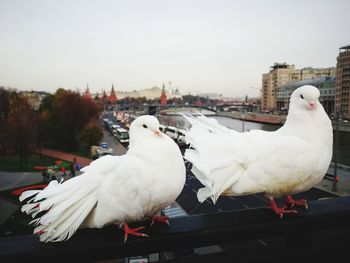 Close-up of seagulls perching