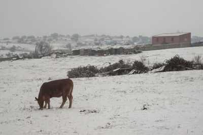 Horse on snow covered field against sky