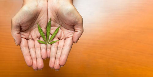 Close-up of hand holding leaf