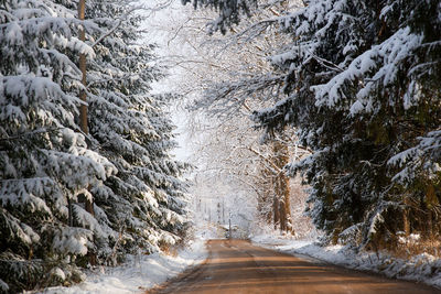 Road amidst trees during winter