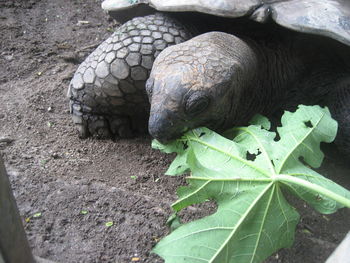 High angle view of a turtle in a field