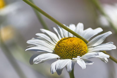 Close-up of white flower blooming outdoors