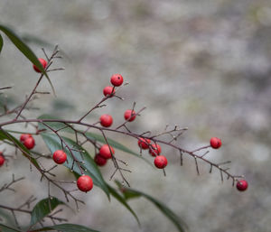 Close-up of red berries growing on tree