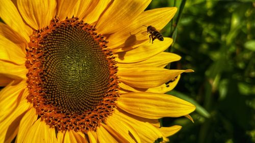 Close-up of bee on sunflower
