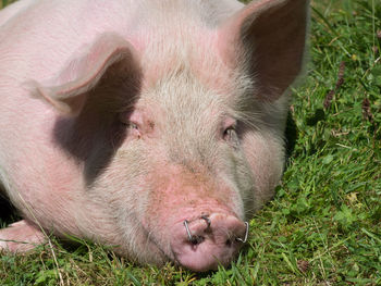 Close-up of an animal resting on grass