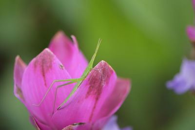 Close-up of pink flowering plant