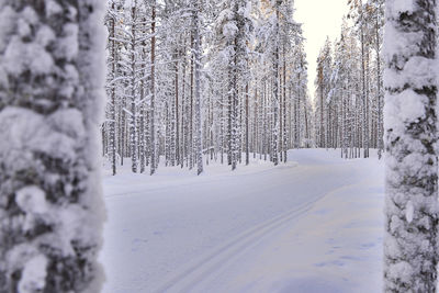 Snow covered trees in forest against sky