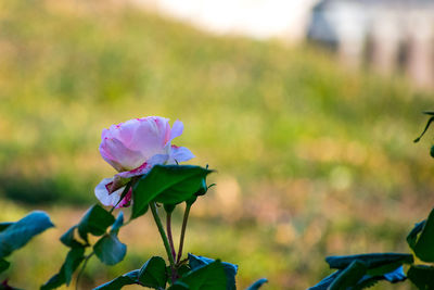 Close-up of pink flowering plant