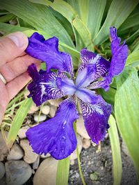 Close-up of purple iris flower