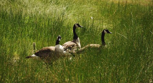 Ducks in lake