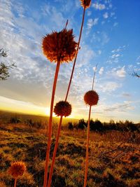 Scenic view of flowering plants on field against sky during sunset